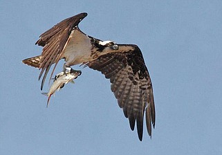 Osprey are the only Arkansas raptor that plunge into the water, sometimes as deep as two feet, to catch their prey before returning to the air. (Special to The Commercial/Robert H. Burton/U.S. Fish and Wildlife Service)